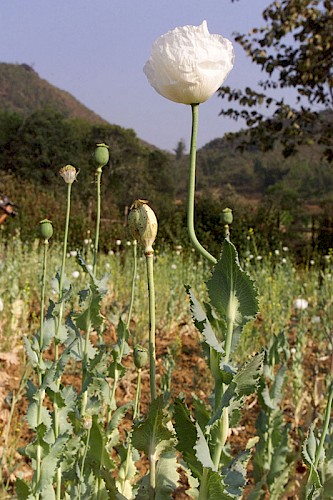 Poppies